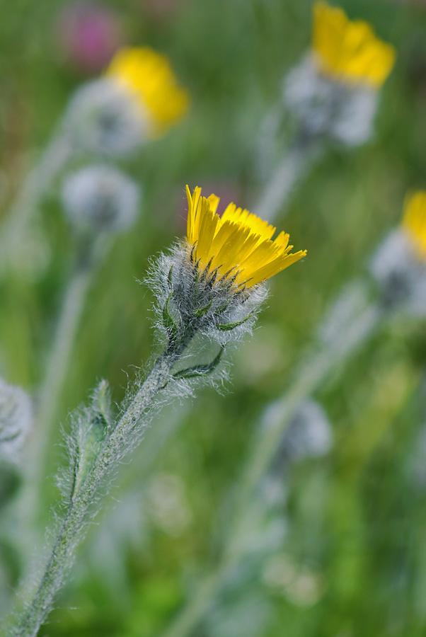 Hieracium villosum / Sparviere villoso